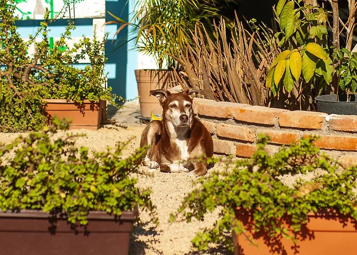 Peace Hostel Mx La Paz