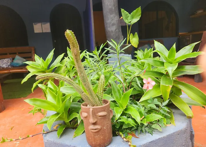 Posada La Pacifica Mazunte