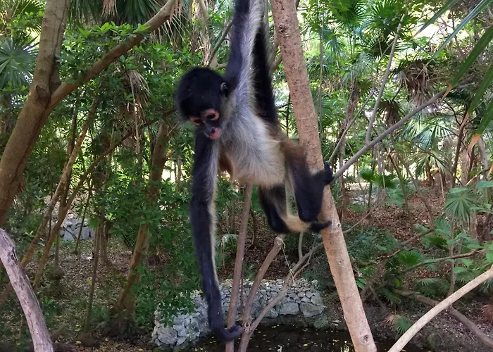 Sandos Caracol Nature Resort&Water Park All Inclusive Playa del Carmen